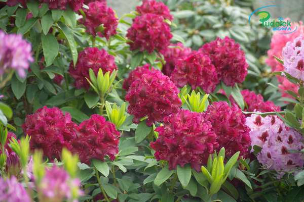 Rhododendron Midnight Beauty